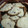 El cooksnap de susana guido cuando hizo Galletitas con Chispas de Chocolate.