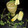 Sonal Doshi's cooksnap of when they made આમ પન્ના (Aam Panna Recipe In Gujarati).