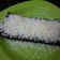 Cooksnap dari Oshiana Monita untuk resep Brownies kukus oreo