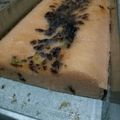 Cooksnap dari Pramesti untuk resep Bolu kukus tepung beras