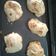 El cooksnap de javier cuando hizo Pan de pita árabe.