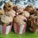 Cooksnap dari Dzaky Arizky untuk resep Cup cake pisang