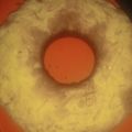 Cooksnap dari Vennisia Decy untuk resep BOLU KEJU / CHEESE SPONGECAKE
