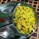  ~Sushma Mishra Home Chef का कुकस्नैप जब उन्होंने लेमन राइस (lemon rice recipe in Hindi) बनाया था।