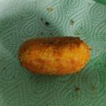 Cooksnap dari S_1403 untuk resep Kroket Singkong