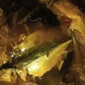 Cooksnap ALEEYA ZULKIFLI semasa beliau membuat Singgang ikan kembung simple.