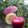 Cooksnap dari Retno Eka untuk resep Jus Buah Bit 🍹🍹🍹