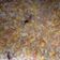 Cooksnap dari emildaj untuk resep Sup jagung kepiting