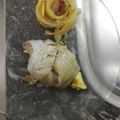 El cooksnap de Vittorio cuando hizo Milhojas de papa San Valentín.