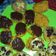 Cooksnap dari Harlena Wiranata untuk resep Banana nugget / pisang nugget