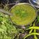 Babita Varshney का कुकस्नैप जब उन्होंने आम धनिया पुदीना चटनी (Aam dhaniya pudina chutney recipe in hindi) बनाया था।