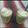 Sonal Modha's cooksnap of when they made અવકાડો થીક શેક (Avacado Thick Shake Recipe In Gujarati).