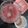 Tehmina Hashmi's cooksnap of when they made Special falsa drink.