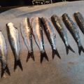 El cooksnap de MMar González Gómez cuando hizo Sardinas al horno 🐟.