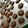 Cooksnap dari Fauziah Nur untuk resep Cookies chocochips