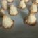 El cooksnap de Fernanda Rodriguez cuando hizo Coquitos veganos.