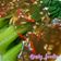 Cooksnap dari Esty Foodie untuk resep Tumis baby pokcoy