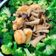 Cooksnap dari M.Lie untuk resep Brokoli siram jamur
