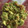 El cooksnap de anadpg cuando hizo Guacamole.