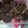 El cooksnap de maria jesus balciscueta cuando hizo Galletas de chocolate.