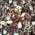Cooksnap dari farida untuk resep Crunchy Thin Brownies Cookies