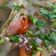 Cooksnap MAZLINDA semasa beliau membuat Sup Daging Siam.