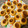 El cooksnap de alejandra cuando hizo Pepas de dulce de leche.