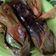 Cooksnap dari Dapoer Pemula untuk resep Nasi bakar isi cumi asin