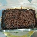 Cooksnap dari martha untuk resep Bolu kukus oreo simple cuma 2 bahan aja