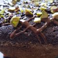 El cooksnap de Naty cuando hizo Budín integral de cacao y naranja.