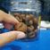 Cooksnap dari citra untuk resep Simple Coffee Bean Cookies / kukis biji kopi