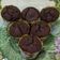 Cooksnap dari Wina Ramadhaniar untuk resep Muffin Coklat