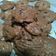 Cooksnap dari Icha Nissa untuk resep Vanilla Chocochips Cookies