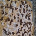 El cooksnap de Diana Lopez cuando hizo Tiramisú de dulce de leche 😍.