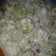 Cooksnap dari Annisa Islamiati untuk resep Mochi pandan