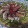 El cooksnap de Yami Coc cuando hizo Tarta frutal.