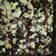 Cooksnap dari Puji Dewi untuk resep Brownies Panggang Coklat