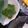 Cooksnap dari kucingkepanasan untuk resep Sayur Bening Kunci bayam