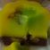 Cooksnap dari Mamee Gea👩‍🍳 untuk resep Pumpkin Pudding / Puding Labu Parang, gak ribet kok