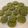 Jenny Sutherland's cooksnap of when they made Matcha Green Tea and White Chocolate Cookies.