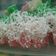 Cooksnap dari Nies Sucipto untuk resep Kue singkong pelangi kenyal..