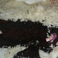 Cooksnap dari Mama Santie untuk resep Brownis Kukus Coklat