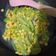 Cooksnap dari Aidea Smile untuk resep Tumis labu siam jagung manis......