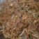Cooksnap dari Dianmita Sarasanti untuk resep Kwetiau goreng Solaria