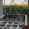 El cooksnap de Sofia Moreno cuando hizo Scones fáciles de queso y aceite.