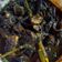 Cooksnap dari Mbak Umnas untuk resep Tumis cumi hitam pedas favorite