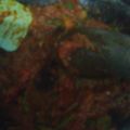 Cooksnap dari Arnia0721 untuk resep SAMBEL KEMANGI /Sambel Sari Laut / Sambel Pecel Lele