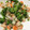 El cooksnap de ccr cuando hizo Brócoli con surimi y atún.