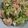 Cooksnap dari neko chan untuk resep Salad Brokoli Tuna dressing telur mayones