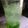Cooksnap dari Isti Winarni untuk resep Ice tape ketan aduhaii